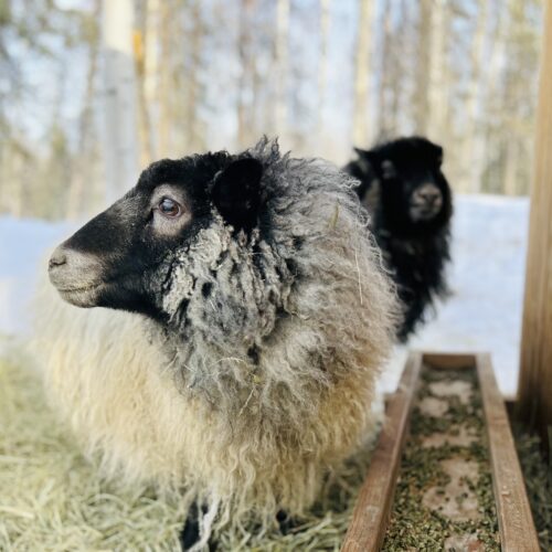 sheep, dairy sheep, homestead sheep