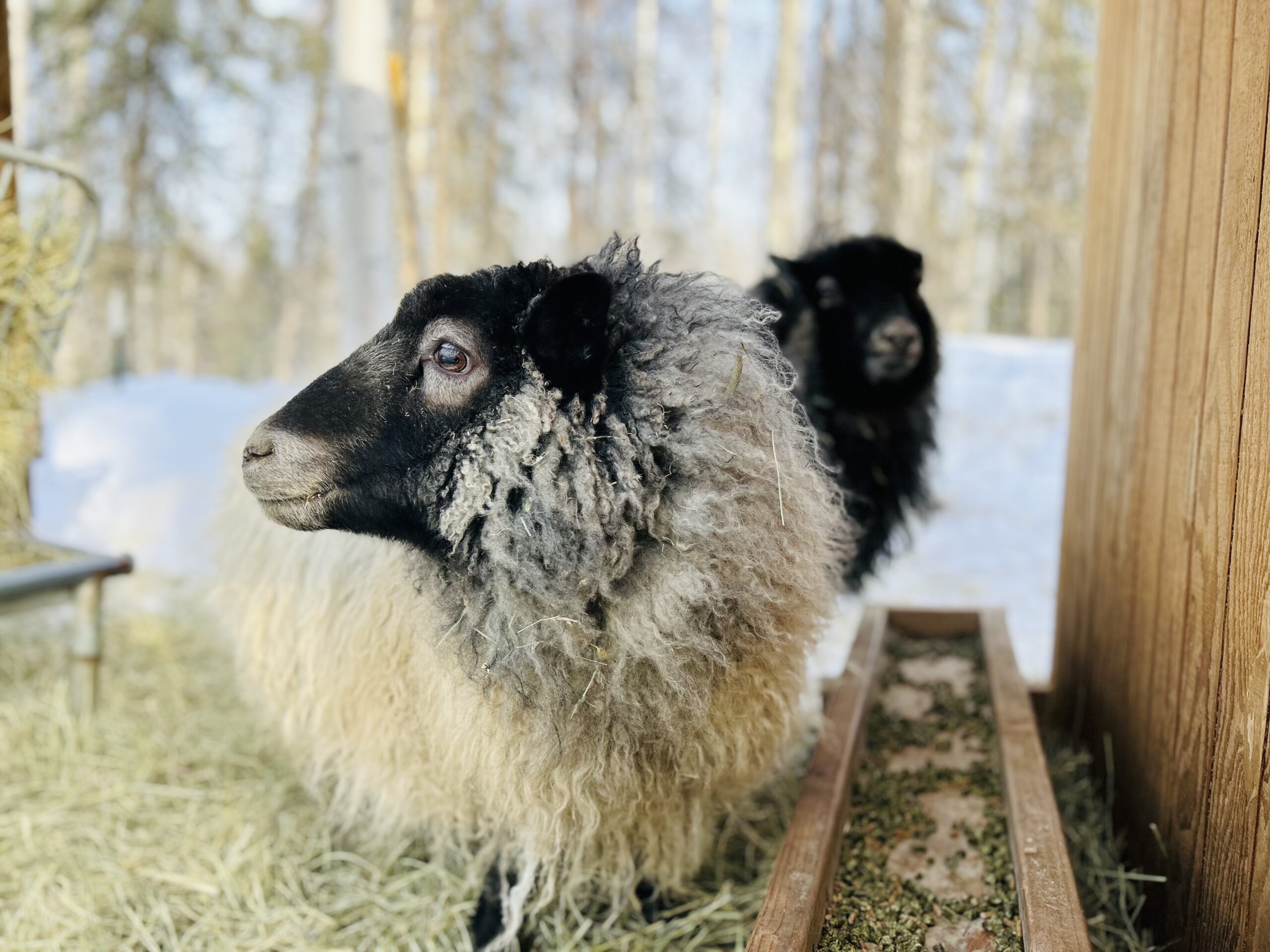 sheep, dairy sheep, homestead sheep